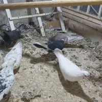 کفتر ۶عدد یکجا