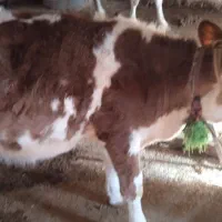 گوساله 8ماه|حیوانات مزرعه|کوهرنگ, |دیوار