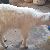 سه عدد بز نر ماده|حیوانات مزرعه|بندر ماهشهر, |دیوار