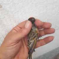 نر گلدار درجه یک|پرنده|مهاجران, |دیوار