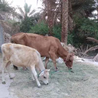 گاو وگوساله