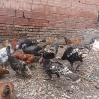 بوقلمون نر ماده ۸ ماهه|حیوانات مزرعه|اردبیل, |دیوار