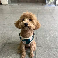 پودل هفت ماهه ماده