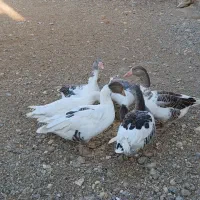 غاز|حیوانات مزرعه|ازنا, |دیوار