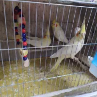 عروس سه ماهه