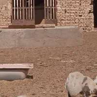 فروش کود گوسفندی