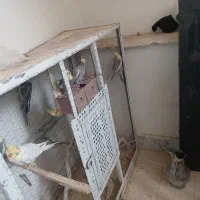 ۹ عدد عروس هلندی|پرنده|تربتحیدریه, آغوی|دیوار