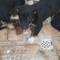 سگ دوبرمن|سگ|کارون, |دیوار