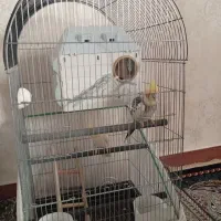 عروس هلندی جفت