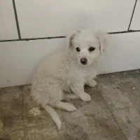 سگ پامراشپیتز پاپی ریز