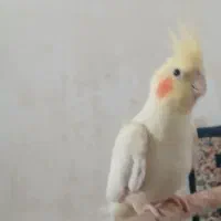 عروس هلندی|پرنده|مسجد سلیمان, |دیوار