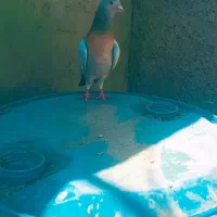 کبوتر سوسنی ماده