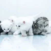 گربه های بریتیش اصیل