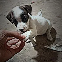 سگ فروشی|سگ|فریمان, |دیوار