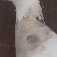 نر وماده طوقی همه رنگ