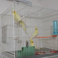 عروس هلندی مولد و فنچ|پرنده|گلبهار, شهر جدید گلبهار|دیوار