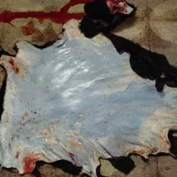 قصاب سیار|خدمات پذیرایی، مراسم|شیراز, دشت چنار|دیوار