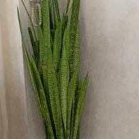 گل سانسوریای بزرگ باگلدون سرامیکی فقط 1750|گل و گیاه طبیعی|تربت‌حیدریه, شهرک ولیعصر|دیوار