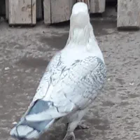 کبوترکفتربلژیکی