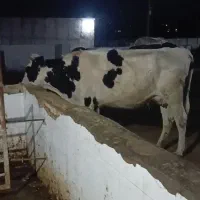 دستگاه بسته بندی.