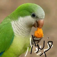 راهب آبی یا سفید یا اسکای