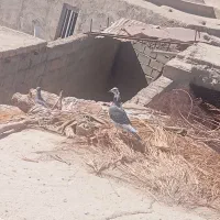 سایر