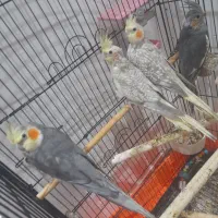 جوجه عروس هلندی|پرنده|تهران, جوادیه تهرانپارس|دیوار