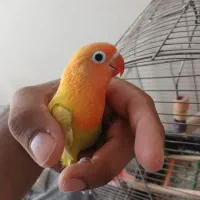 طوطی برزیلی|پرنده|پردیس, فاز ۸|دیوار