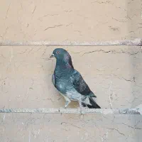 کبوتر تک پر