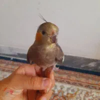 عروس هلندی گمشده مژدگانی زیاد برای کسی که پیدا کنه|حیوانات|فسا, |دیوار