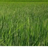 چلتوک برنج