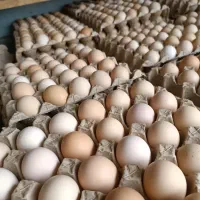 تخم مرغ محلی بند پی