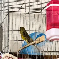 قناری نر سبز چمنی