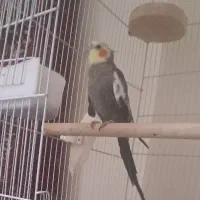 عروس هلندی نر