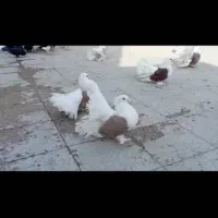 چتری امریکای دوکت