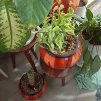 گل و گیاه|گل و گیاه طبیعی|کهریزک, |دیوار