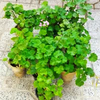 فروش ویژه یلدایی|گل و گیاه طبیعی|کرج, شهرک بهداری|دیوار