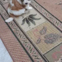 ماده رام دستی