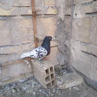 کفتر|حیوانات|مشهد, طرق|دیوار