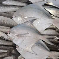 استخدام کارگر|استخدام خدمات فروشگاه و رستوران|اهواز, کوی سعدی|دیوار