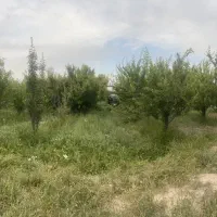 فروش زمین باغ در روستای سرک