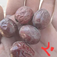 عناب سیوجان