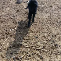 بره.میش.بز.بیگ|حیوانات مزرعه|دزفول, |دیوار