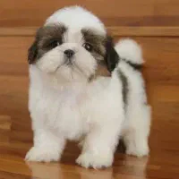 فروش سگ های جیبی و مینیاتوری،گربه های خانگی|سگ|تبریز, |دیوار