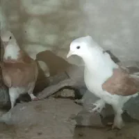 کبوتر و شازده فقط یجایی آخرش|پرنده|ری, شهرک نظامی|دیوار