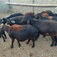 ۱۳راس‌گوسفندقزل‌افشارنصف‌بره‌دارنصف آبستن سنگین