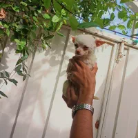 شیواوا یک ساله نر سایز صفر