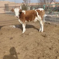 گاو تلیسه قرمز