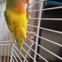 طوطی برزیلی اهلی