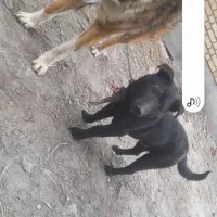 پاکوتاه فروشی|سگ|چناران, |دیوار